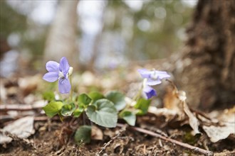 Common dog-violet (Viola riviniana) blossoms in a forest, Bavaria, Germany, Europe