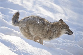 Eurasian wolf (Canis lupus lupus) running in the snow, Bavarian Forest National Park, Germany,