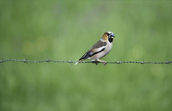 Hawfinch (coccothraustes coccothraustes) sitting on a barbed wire