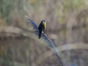 A pampas tanager (Embernagra platensis), Buenos Aires, Argentina, South America