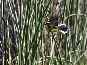 Multicoloured tachurite tyrant (Tachuris rubrigastra) in its natural habitat in the reeds, Buenos