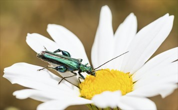 Thick-legged flower beetle (Oedemera nobilis), male, close-up, shiny metallic green beetle on a