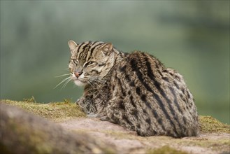 Close-up of a fishing cat (Prionailurus viverrinus) in spring