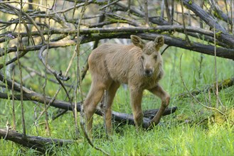 Close-up of a Eurasian elk (Alces alces) youngster in a forest in early summer, Bavarian Forest