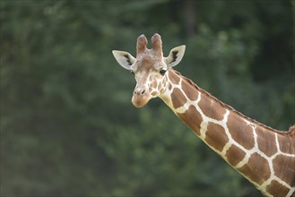 Portrait of a eticulated giraffe (Giraffa camelopardalis reticulata) in spring