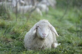 Close-up of a Sheep (Ovis aries) in spring, Upper Palatinate