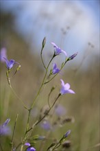 Close-op of spreading bellflower (Campanula patula) blossoms in a meadow in spring