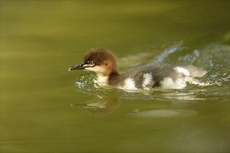 Close-up of a common merganser goosander (Mergus merganser) chick swimming in the water in spring