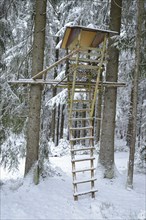 A wooden treehouse with a ladder in a snowy forest surrounded by tall trees, Bavaria