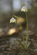 Spring Snowflake (Leucojum vernum) blossoms in a forest on a sunny evening in spring