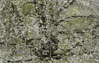 Wild cherry (Prunus avium) in bloom, North Rhine-Westphalia, Germany, Europe