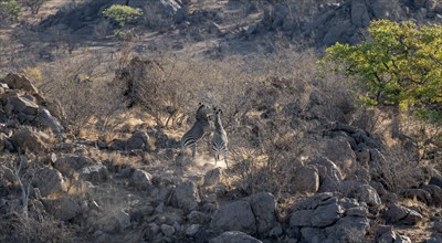 Hartmann's mountain zebras (Equus zebra hartmannae) between rocks, fighting, from above, Hobatere