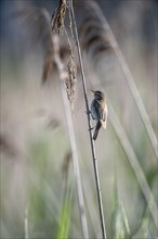 Sedge warbler (Acrocephalus schoenobaenus), Lower Saxony, Germany, Europe