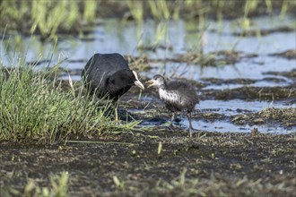 Common coot (Fulica atra) with juvenile, Lower Saxony, Germany, Europe