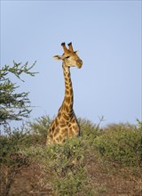 Southern giraffe (Giraffa giraffa giraffa), in the evening light, African savannah, Kruger National