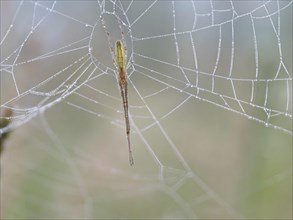 Spider, near Leibnitz, Styria, Austria, Europe