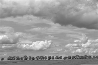 Lime tree (Tilia platyphyllos) with cloudy sky, Kalchreuth, Middle Franconia, Bavaria, Germany,