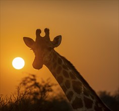 Southern giraffe (Giraffa giraffa giraffa) backlit in front of the sun at sunset, animal portrait,