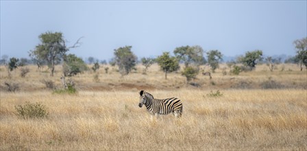 Plains zebra (Equus quagga), in dry grass, Kruger National Park, South Africa, Africa