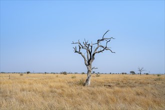 Standing alone dead tree in the African savannah, Kruger National Park, South Africa, Africa