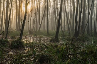 Morning atmosphere in the forest, sun shines through alder trees (Alnus glutinosa), Warmia, Poland,