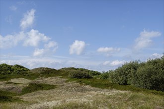 Sand dunes under a blue sky with few clouds and dense vegetation, Spiekeroog, Germany, Europe