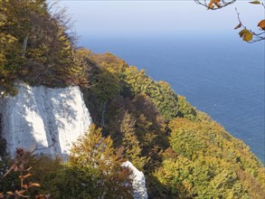 Autumnal trees growing on a cliff falling down to the blue sea, chalk cliffs on the blue sea with