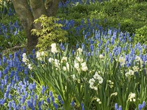 Blooming blue hyacinths and white flowers under a tree in a spring garden, many colourful, blooming