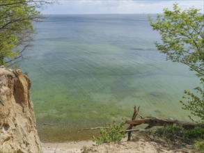 Cliff with a tree, view of the wide sea and sky, spring on the Polish Baltic coast with green trees