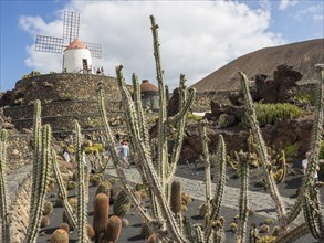 A windmill in a cactus-rich garden landscape with volcanic rocks and hills in the background, the