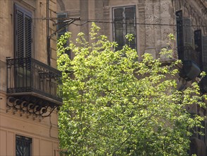 Balcony with closed shutters and green tree in bright daylight, palermo in sicily with an