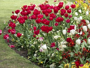 A large flower bed with red, white and colourful tulips in a well-kept park, London, England, Great