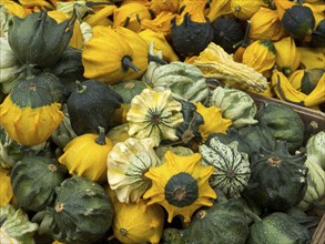 Various pumpkins in the colours yellow and green lying in a heap, many colourful pumpkins for