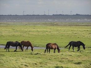 Four horses grazing on a green meadow near a small waterhole with wind turbines in the background,