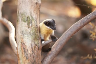 Close-up of a yellow-throated marten (Martes flavigula) in autumn