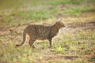 Close-up of a domestic cat (Felis silvestris catus) on a meadow in late summer