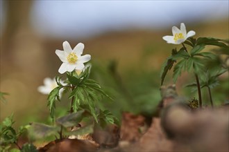 Wood anemone (Anemone nemorosa) Blossoms in a forest, Bavaria, Germany, Europe