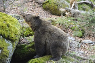 European brown bear (Ursus arctos arctos) in a forest, Bavarian Forest National Park, Germany,