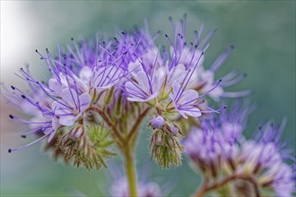 Macro photograph of a purple flower with delicate stamens and blurred background, lacy phacelia