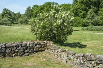 Stone walls and lilac bush at Hovdala Castle at Haessleholm, Skane County, Sweden, Scandinavia,