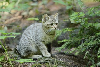 Close-up of a European wildcat (Felis silvestris silvestris) kitten in a forest in spring, Bavarian