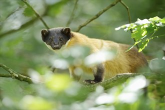 Close-up of a yellow-throated marten (Martes flavigula) in a forest, captive