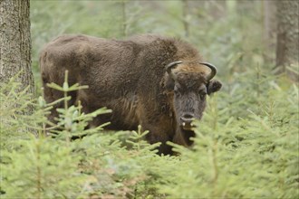 Close-up of a European bison (Bison bonasus) in a forest in spring, Bavarian Forest National Park,
