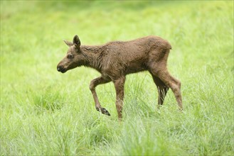 Close-up of a Eurasian elk (Alces alces) youngster in a forest in early summer, Bavarian Forest