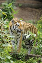 Close-up of a Siberian tiger (Panthera tigris altaica) in a forest, captive