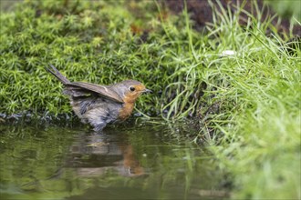 European robin (Erithacus rubecula), bathing, Emsland, Lower Saxony, Germany, Europe