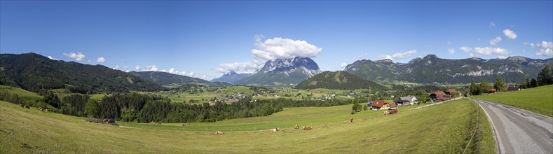 Cows grazing in a meadow, Ennstal, Grimming in the background, panoramic view, near Aigen im