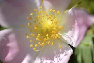 Close-up of a dog rose (Rosa canina) blossom in spring