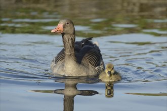 Close-up of a Greylag Goose (Anser anser anser) mother with her chick swimming in the water in