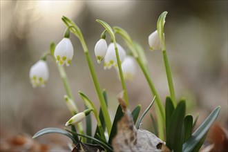 Close-up of Spring Snowflake (Leucojum Vernum) blossoms in a forest in spring